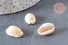 Coquillages cauris naturels percés, coquillages naturels, bijoux plage,vacances,lot de 10-50-100 ou 200, G0583