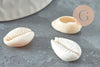 Coquillages cauris ouverts 15mm, coquillages naturels,création bijoux plage,vacances, x10-50-100 G2033